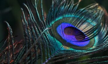 the-bhagavad-gita-c-300-bce-the-manual-for-life